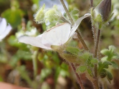 Nemophila menziesii