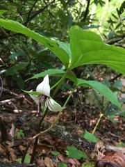 Trillium rugelii