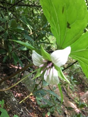 Trillium rugelii