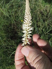 Kniphofia buchananii