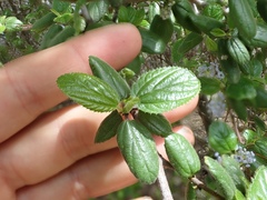 Ceanothus oliganthus