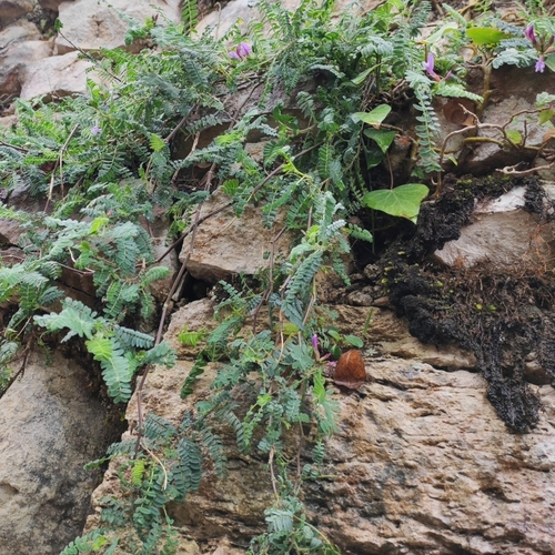 bôbotvaré (Fabales)