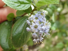 Ceanothus oliganthus