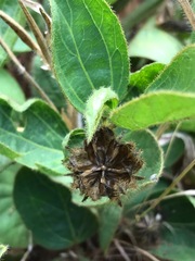 Hibiscus aethiopicus