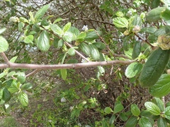 Ceanothus oliganthus