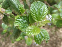 Ceanothus oliganthus