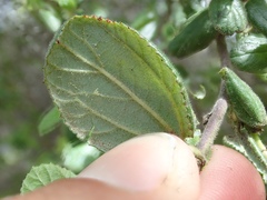 Ceanothus oliganthus