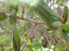 Ceanothus oliganthus