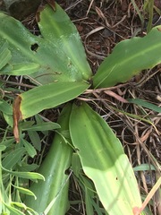 Eucomis autumnalis
