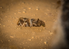 Lobesia physophora
