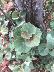 Dombeya rotundifolia