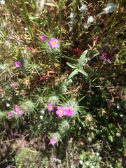 Leptosiphon ciliatus