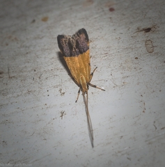 Crocanthes micradelpha