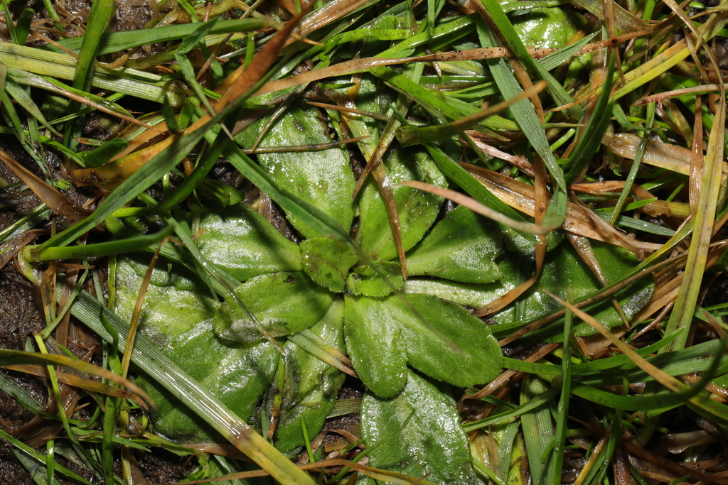 Lawn daisy from Crosby Coastal Park, Marine Terrace, Crosby, Liverpool