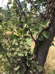 Dombeya rotundifolia