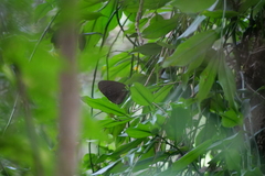 Euploea sylvester swinhoei