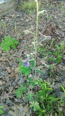 Delphinium alabamicum