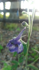 Delphinium alabamicum