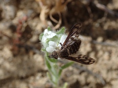 Conophorus fenestratus