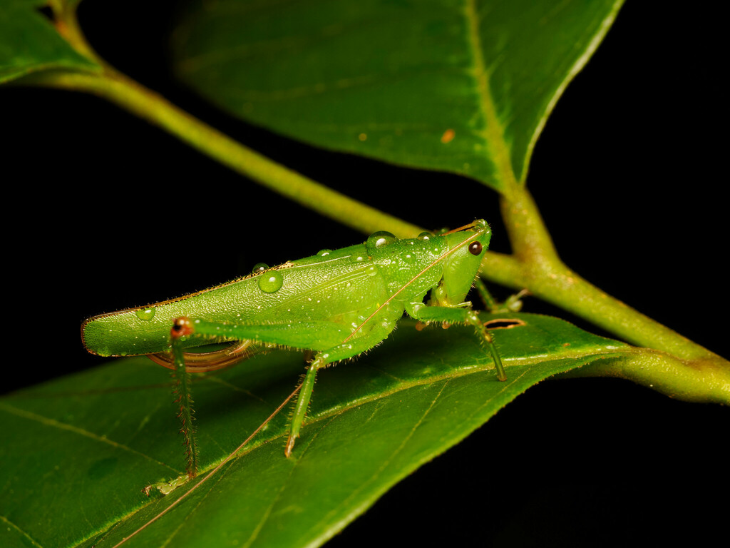 Paragraecia