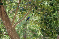 Hypothymis azurea oberholseri