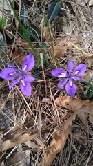 Iris rossii