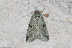 Maliattha concinnimacula