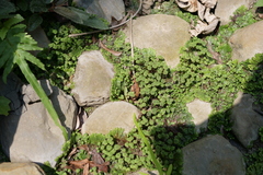 Marchantia emarginata