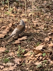 Turdus pilaris