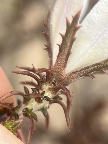 Image of Roella arenaria by (c) Charleen Brunke, some rights reserved (CC BY)