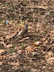 Turdus pilaris