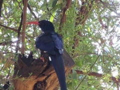 Phoeniculus purpureus angolensis