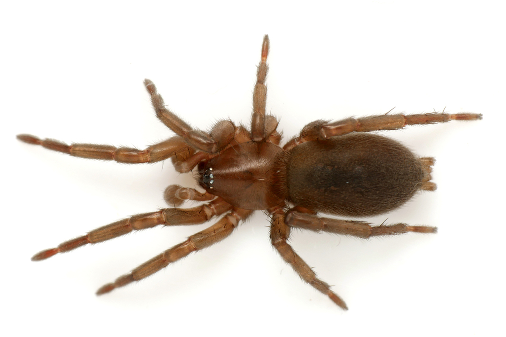 Haplodrassus silvestris
