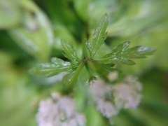 Sanicula petagnioides