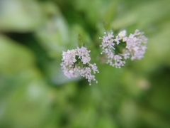 Sanicula petagnioides