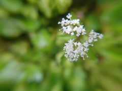 Sanicula petagnioides