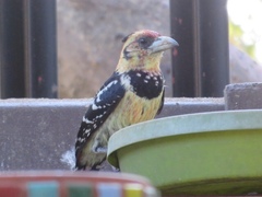 Trachyphonus vaillantii vaillantii