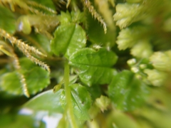 Trigonotis formosana elevatovenosa