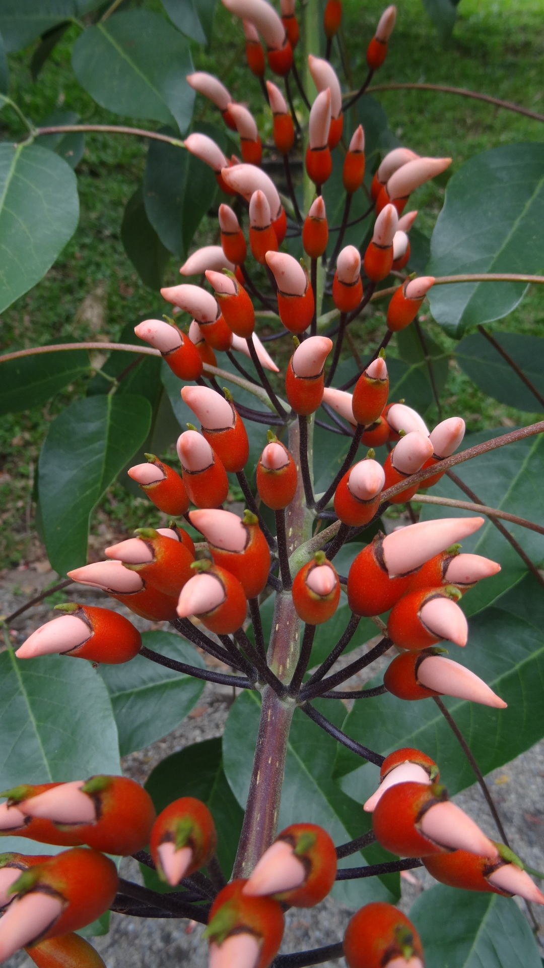 Colorín de Seda (Erythrina crista-galli) · Natusfera