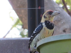 Trachyphonus vaillantii vaillantii