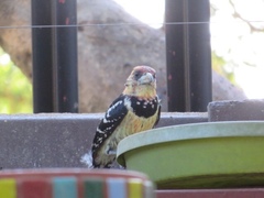 Trachyphonus vaillantii vaillantii