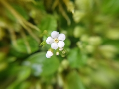 Trigonotis formosana elevatovenosa