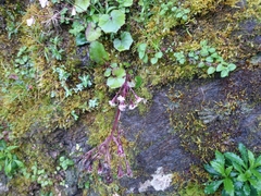 Petasites formosanus