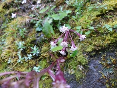 Petasites formosanus