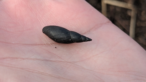 Ladislavella exilis