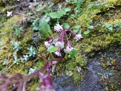 Petasites formosanus