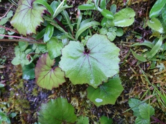 Petasites formosanus