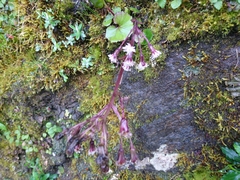 Petasites formosanus