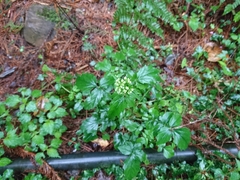 Valeriana flaccidissima