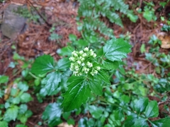 Valeriana flaccidissima